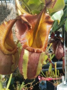 20181105_113438-R-225x300 Nepenthes November 2018