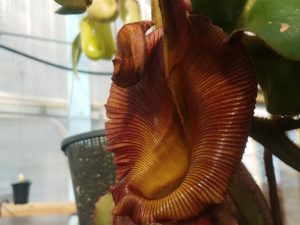 20181105_113459-r-300x225 Nepenthes November 2018