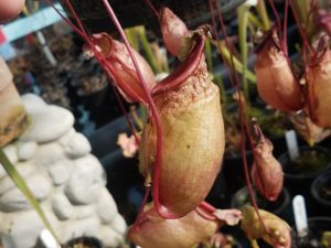 20181105_113623-R-300x225 Nepenthes November 2018