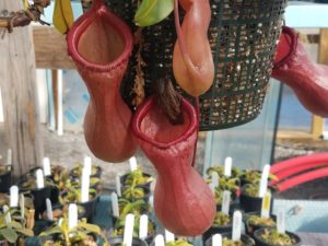 20181105_113735-r-300x225 Nepenthes November 2018