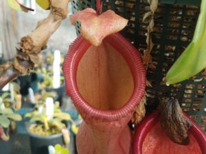 20181105_113742-R-300x225 Nepenthes November 2018