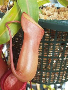 20181105_113820-R-225x300 Nepenthes November 2018