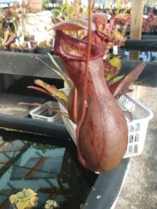 20181105_114138-R-225x300 Nepenthes November 2018