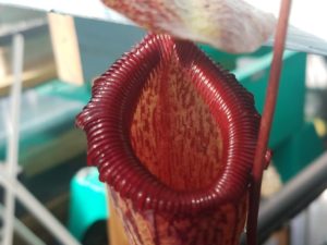 20181105_114210-r-300x225 Nepenthes November 2018