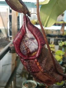 20181105_114400-R-225x300 Nepenthes November 2018