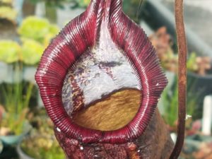 20181105_114416-R-300x225 Nepenthes November 2018