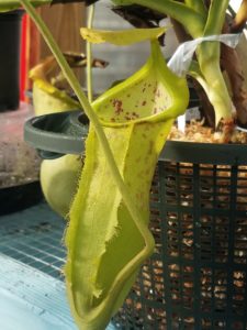 20181105_114557-r-225x300 Nepenthes November 2018