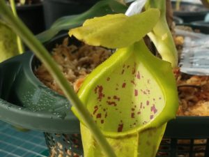 20181105_114611-r-300x225 Nepenthes November 2018