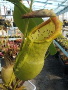 20181105_114636-r-225x300 Nepenthes November 2018
