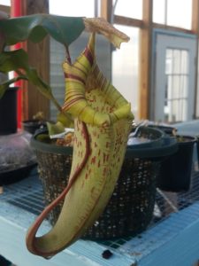 20181105_114946-R-225x300 Nepenthes November 2018