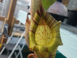 20181105_115006-r-1-300x225 Nepenthes November 2018