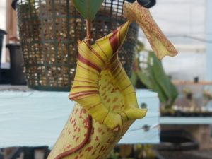 20181105_115013-R-1-300x225 Nepenthes November 2018