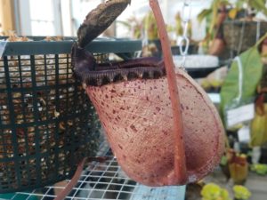 20181105_115145-r-2-300x225 The Year of the Nepenthes