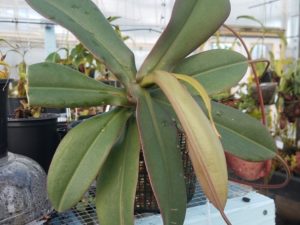 20181105_115158-r-300x225 Nepenthes November 2018