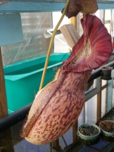 20181105_115335-R-225x300 Nepenthes November 2018