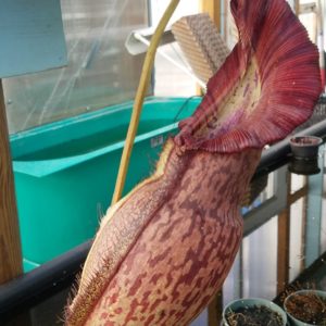 20181105_115335-R-300x300 Nepenthes spathulata x spectabilis BE3314
