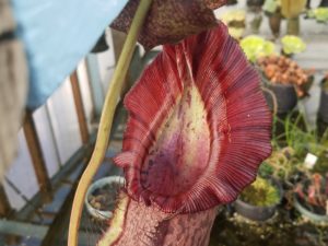 20181105_115342-r-300x225 Nepenthes November 2018