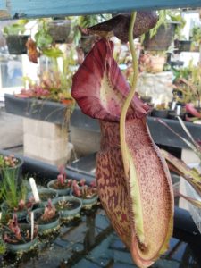 20181105_115356-R-225x300 Nepenthes November 2018