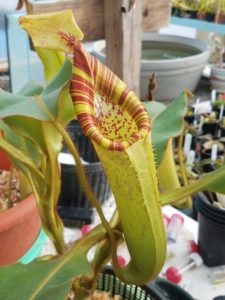 20181105_115802-R-1-225x300 Nepenthes November 2018