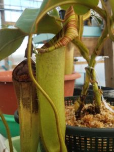 20181105_115833-r-225x300 Nepenthes November 2018