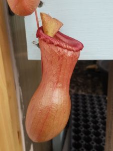20181105_115942-R-225x300 Nepenthes November 2018