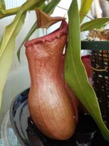 20181105_120012-R-225x300 Nepenthes November 2018