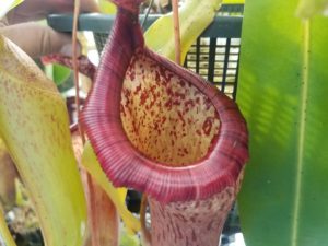 20181105_120815-R-300x225 Nepenthes November 2018