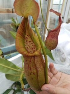 20181214_113958-r-225x300 Show Nepenthes in December 2018