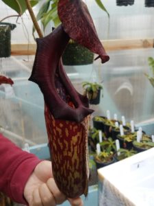 20181214_114637-r-225x300 Show Nepenthes in December 2018