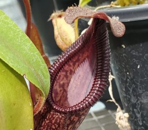 20190826_124733-CR-aug-2019-1-300x265 Hairy Nepenthes