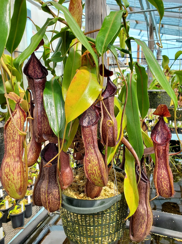 20190826_124758-R-Aug-2019-1 Hairy Nepenthes
