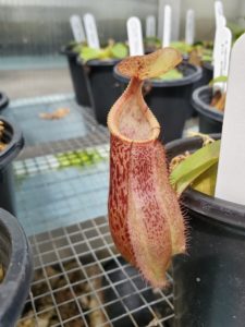 20190826_124904-R-aug-19-225x300 Hairy Nepenthes