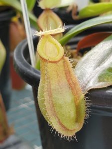 20190826_125200-R-Aug-2019-1-225x300 Hairy Nepenthes