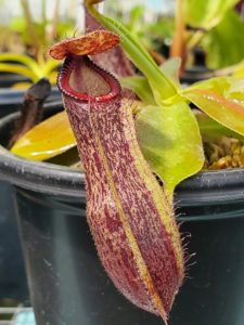 20190826_133404-R-aug-2019-1-225x300 Hairy Nepenthes