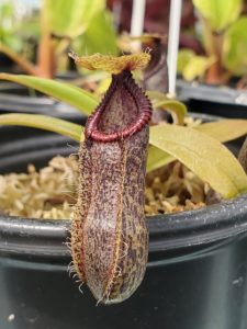 20190826_133632-R-Aug-2019-1-225x300 Hairy Nepenthes