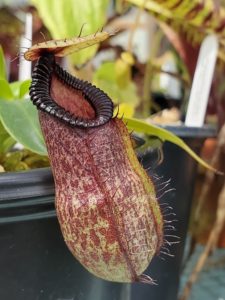 20190826_133752-R-Aug-19-1-225x300 Hairy Nepenthes