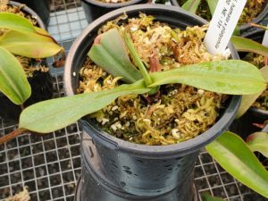 20190826_151704-R-Aug-2019-1-300x225 Hairy Nepenthes