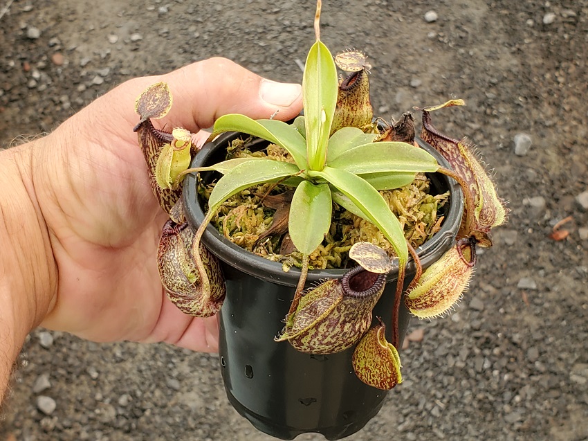 20190826_152640-R-Aug-2019-1 Hairy Nepenthes