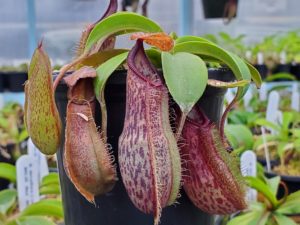 20190828_081126-R-Aug-2019-300x225 Hairy Nepenthes