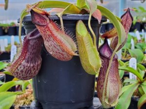 20190828_081422-R-August-19-1-300x225 Hairy Nepenthes