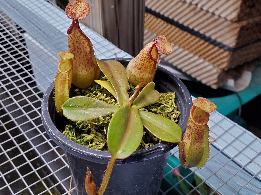 20200518_200346-R-1 Sale: Nepenthes hamata x veitchii BE3943