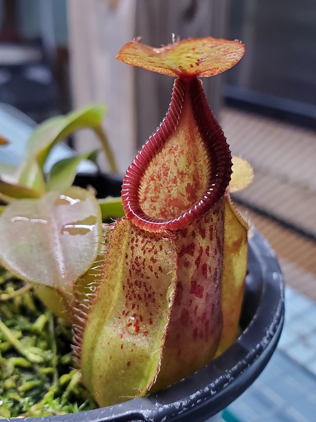 20200518_200412-r Sale: Nepenthes hamata x veitchii BE3943