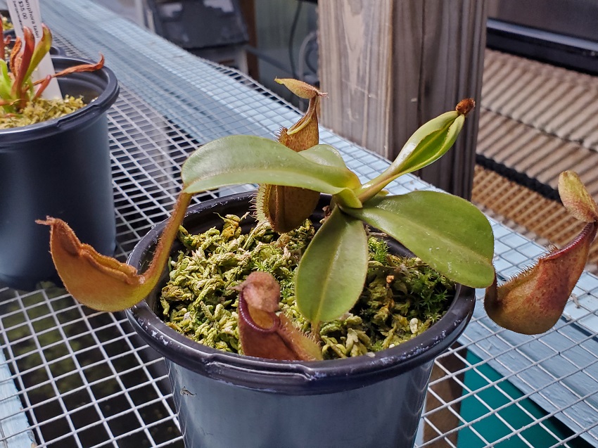 20200518_200430-r Sale: Nepenthes hamata x veitchii BE3943