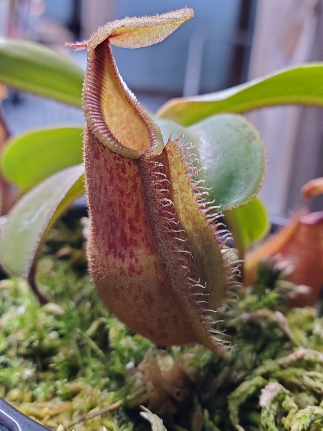 20200518_200440-R Sale: Nepenthes hamata x veitchii BE3943