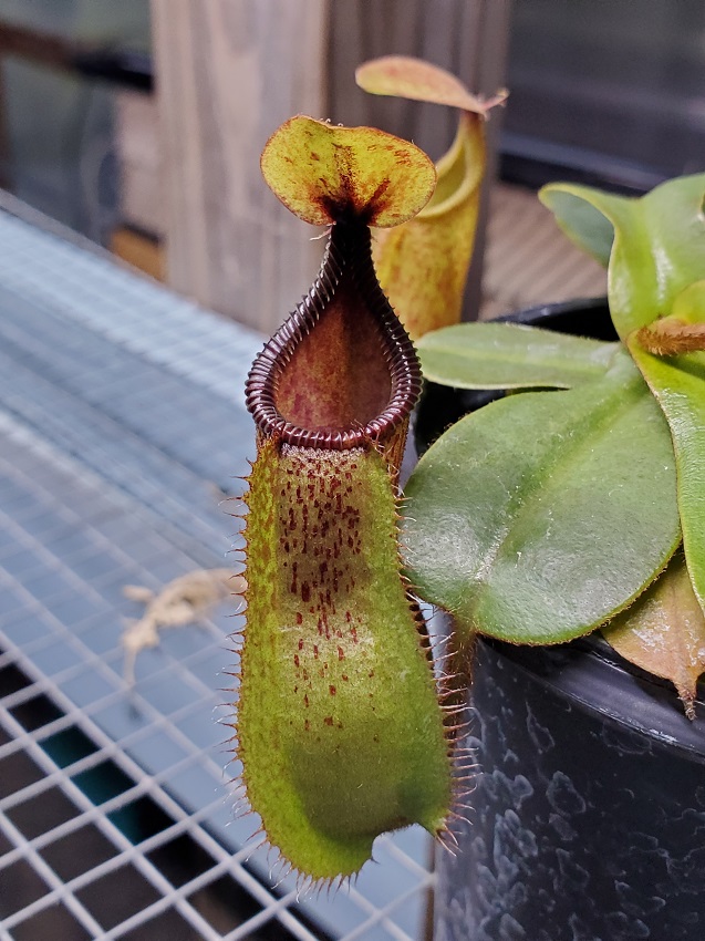 20200518_200508-R Sale: Nepenthes hamata x veitchii BE3943