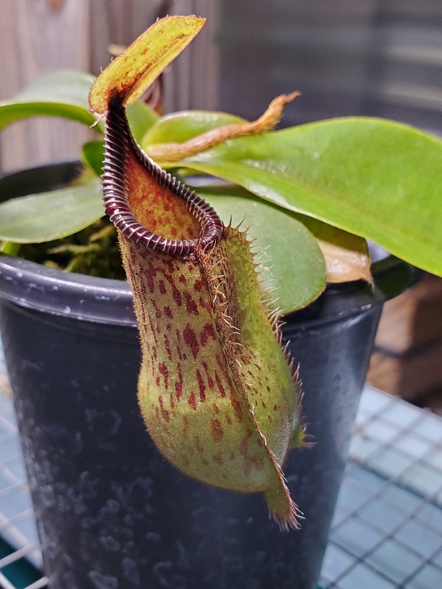 20200518_200515-r Sale: Nepenthes hamata x veitchii BE3943