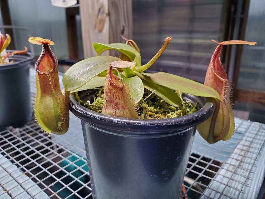 20200518_200725-r-1 Sale: Nepenthes hamata x veitchii BE3943