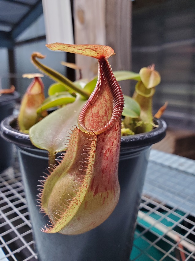 20200518_200741-r Sale: Nepenthes hamata x veitchii BE3943