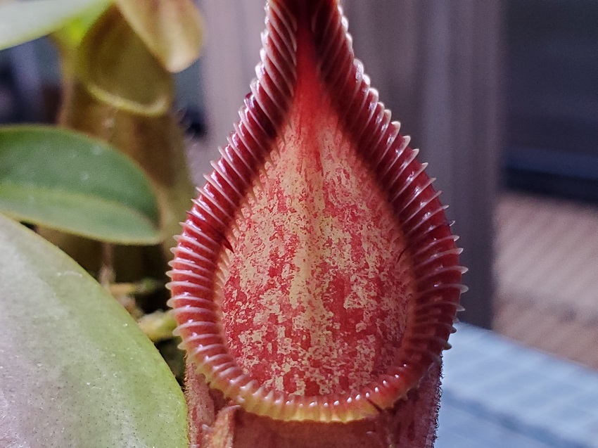20200518_200814-R-1 Sale: Nepenthes hamata x veitchii BE3943