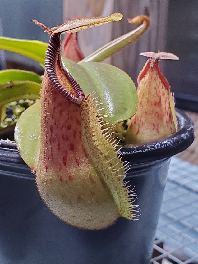 20200518_200901-r Sale: Nepenthes hamata x veitchii BE3943